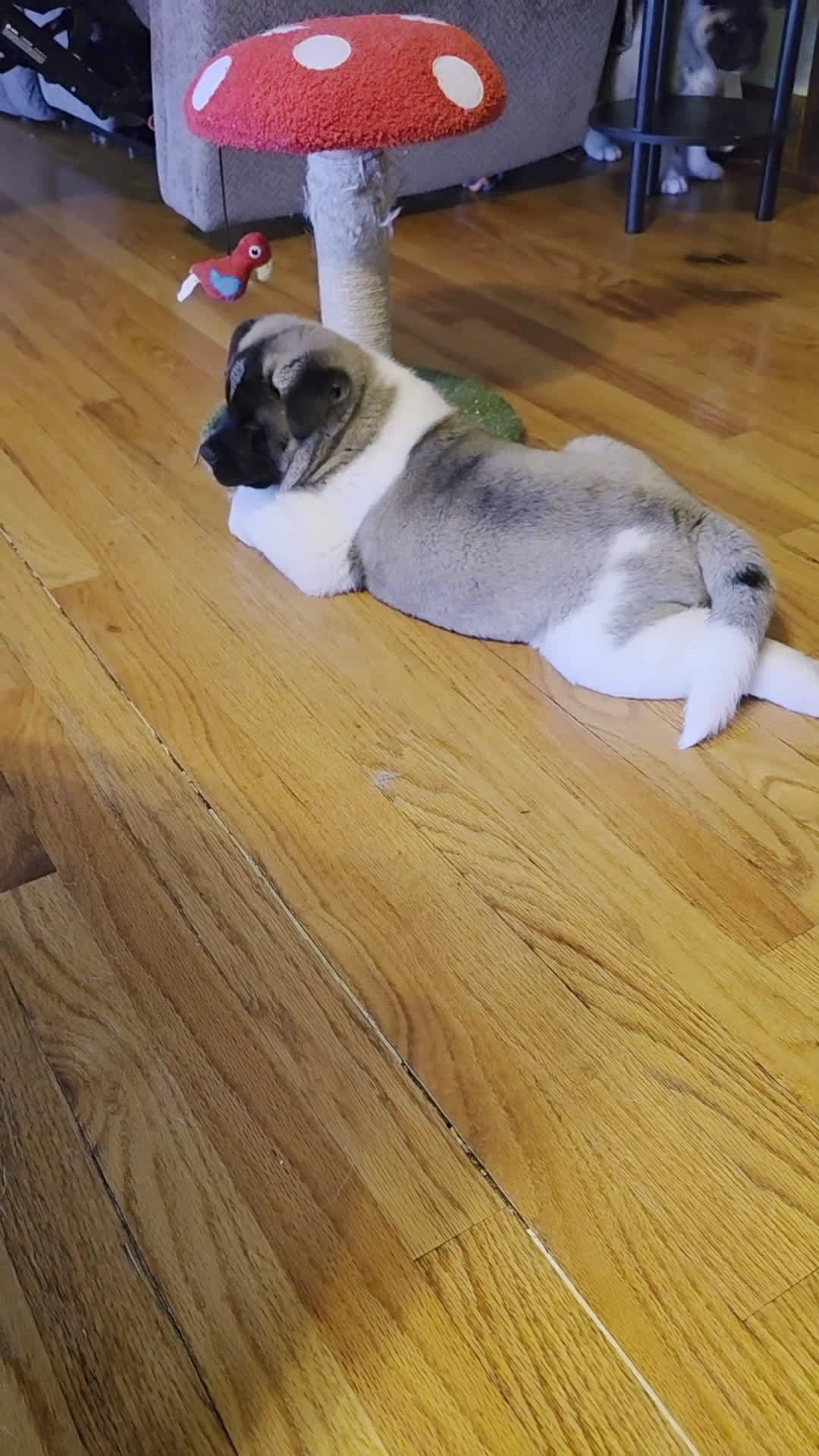 Akita dogs for sale: AKC Charm - Video 1