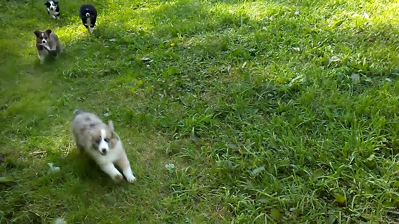 Australian Shepherd dogs for sale: Mitch - Video 1