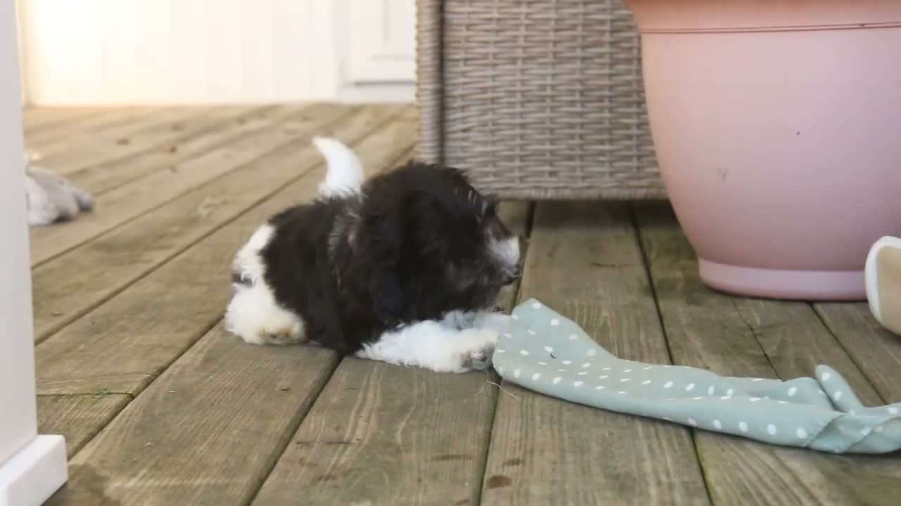 Havanese dogs for sale: Apollo Havanese  - Video 1