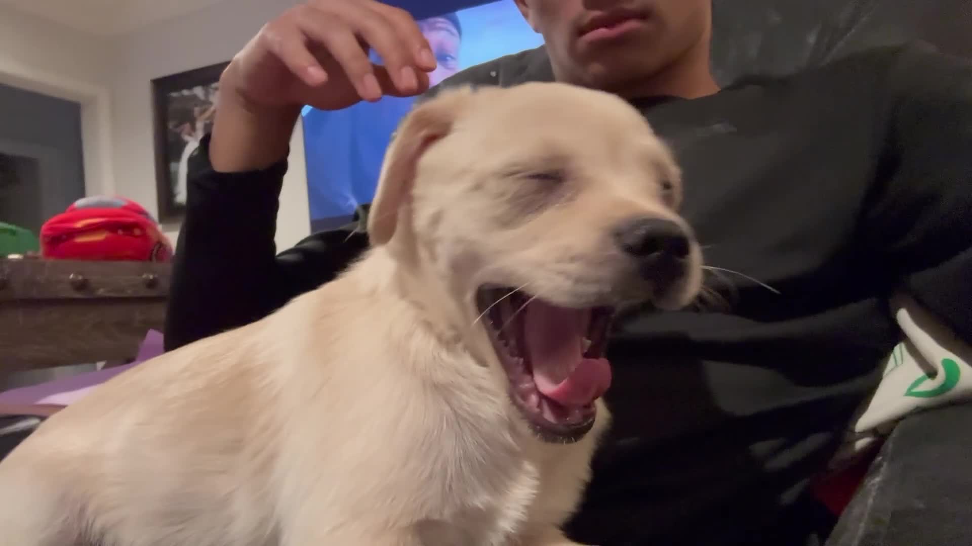 Mixed Breed dogs for sale: Arlo - Video 1