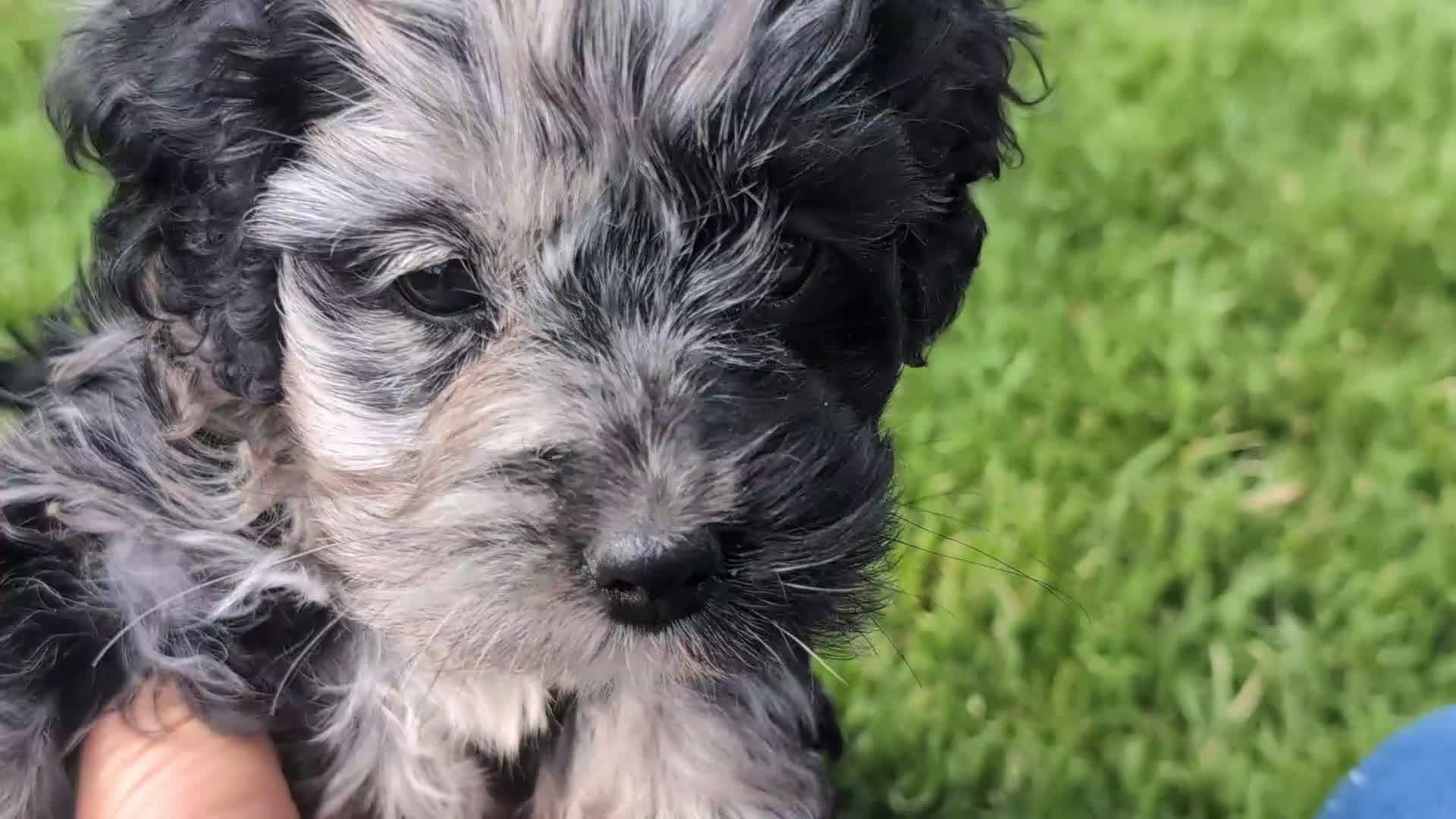 Cockapoo dogs for sale: Kendra - Video 1