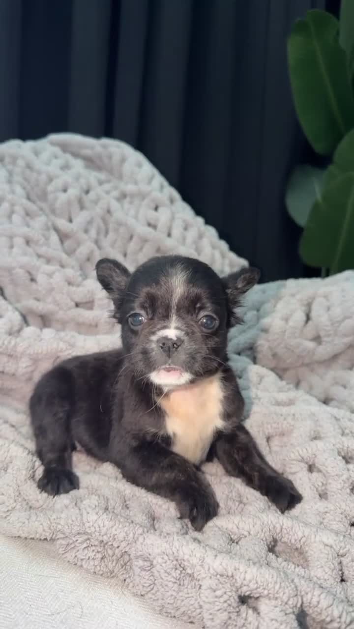French Bulldog dogs for sale: Apollo🎼🐾 - Video 1
