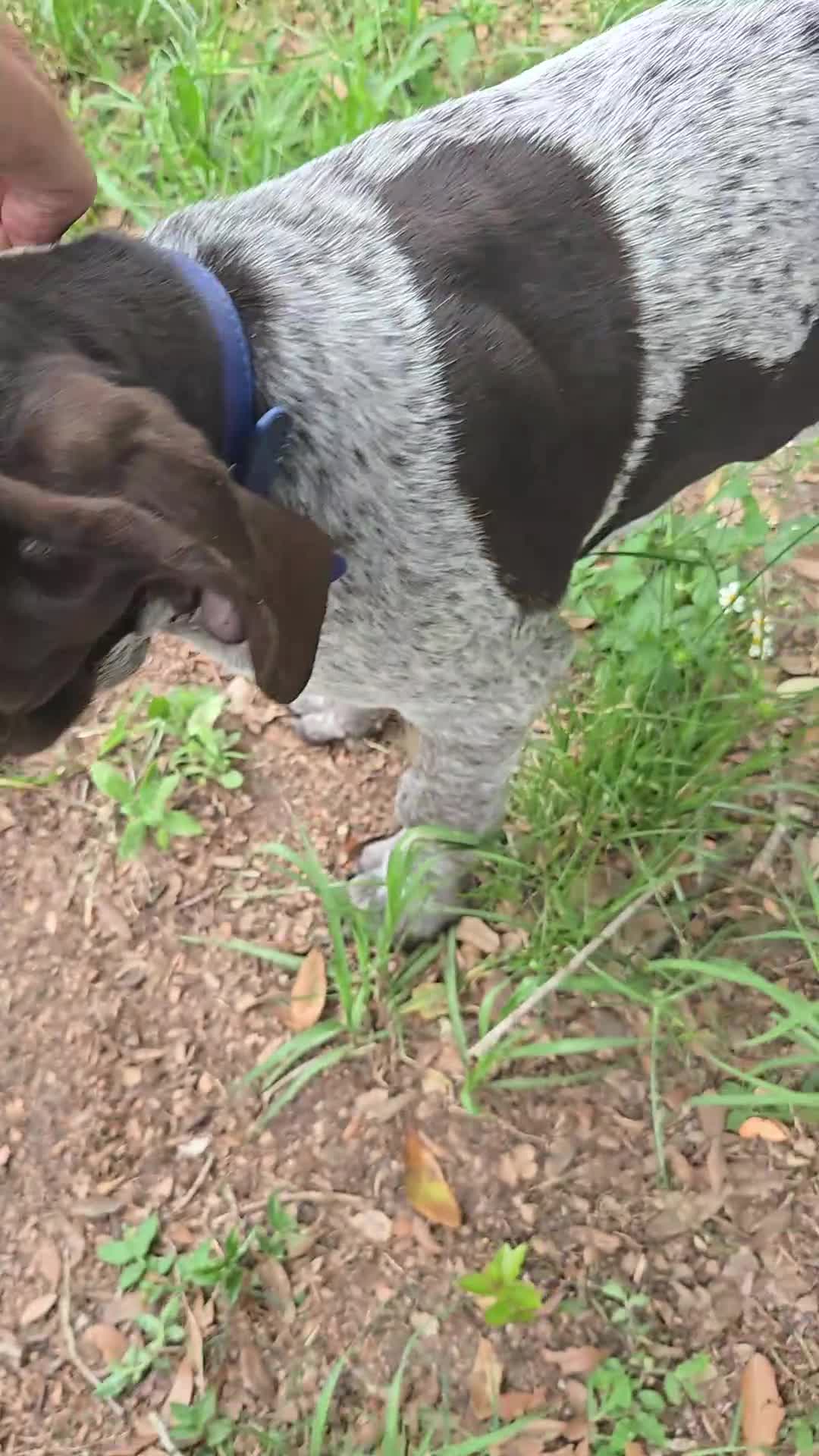 German Shorthaired Pointer dogs for sale: German Shorthaired Pointer 1 - Video 1