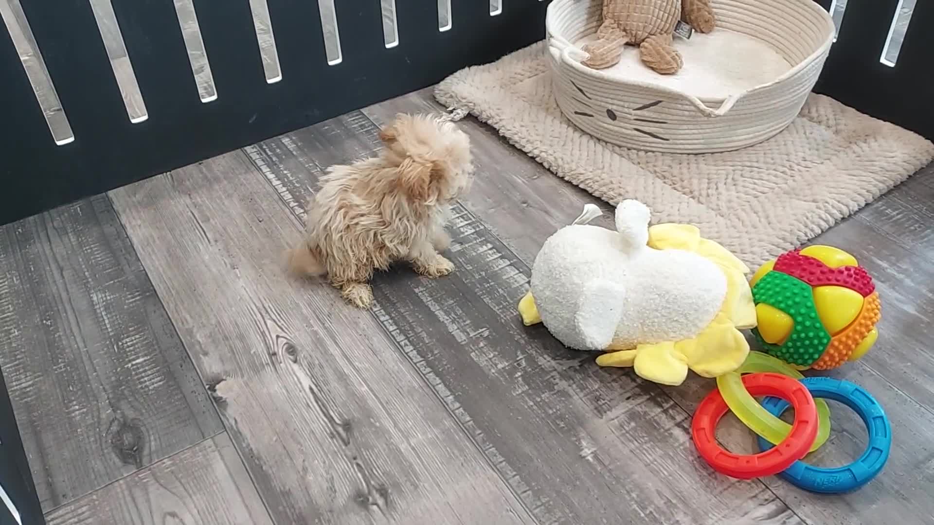 Maltipoo dogs for sale: Latisha - Video 1