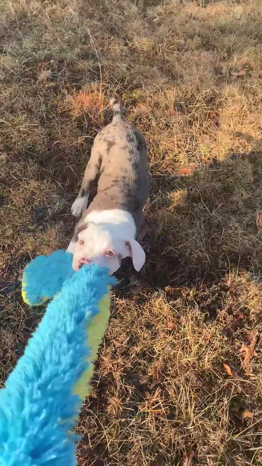 Mixed Breed dogs for sale: Lillith - Video 1