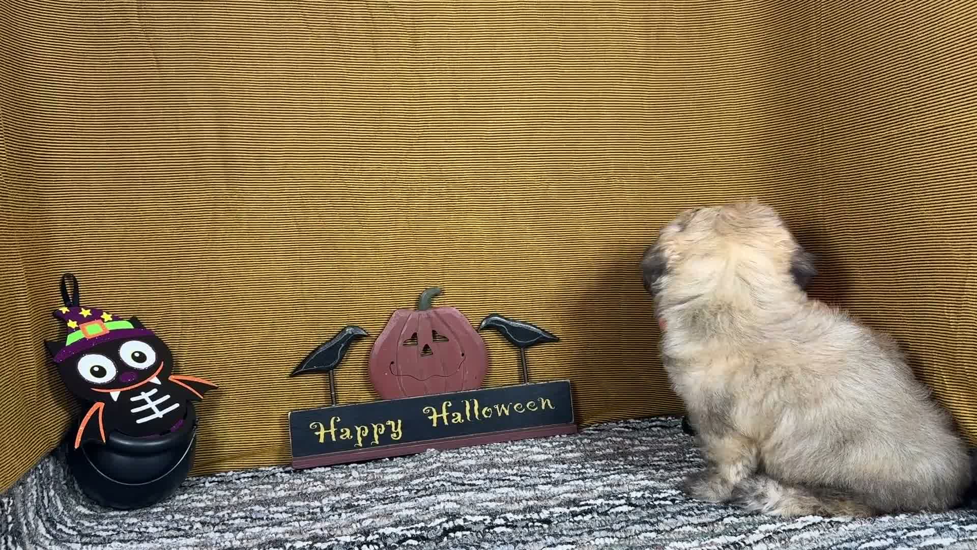 Havanese dogs for sale: Havanese 5 - Video 1