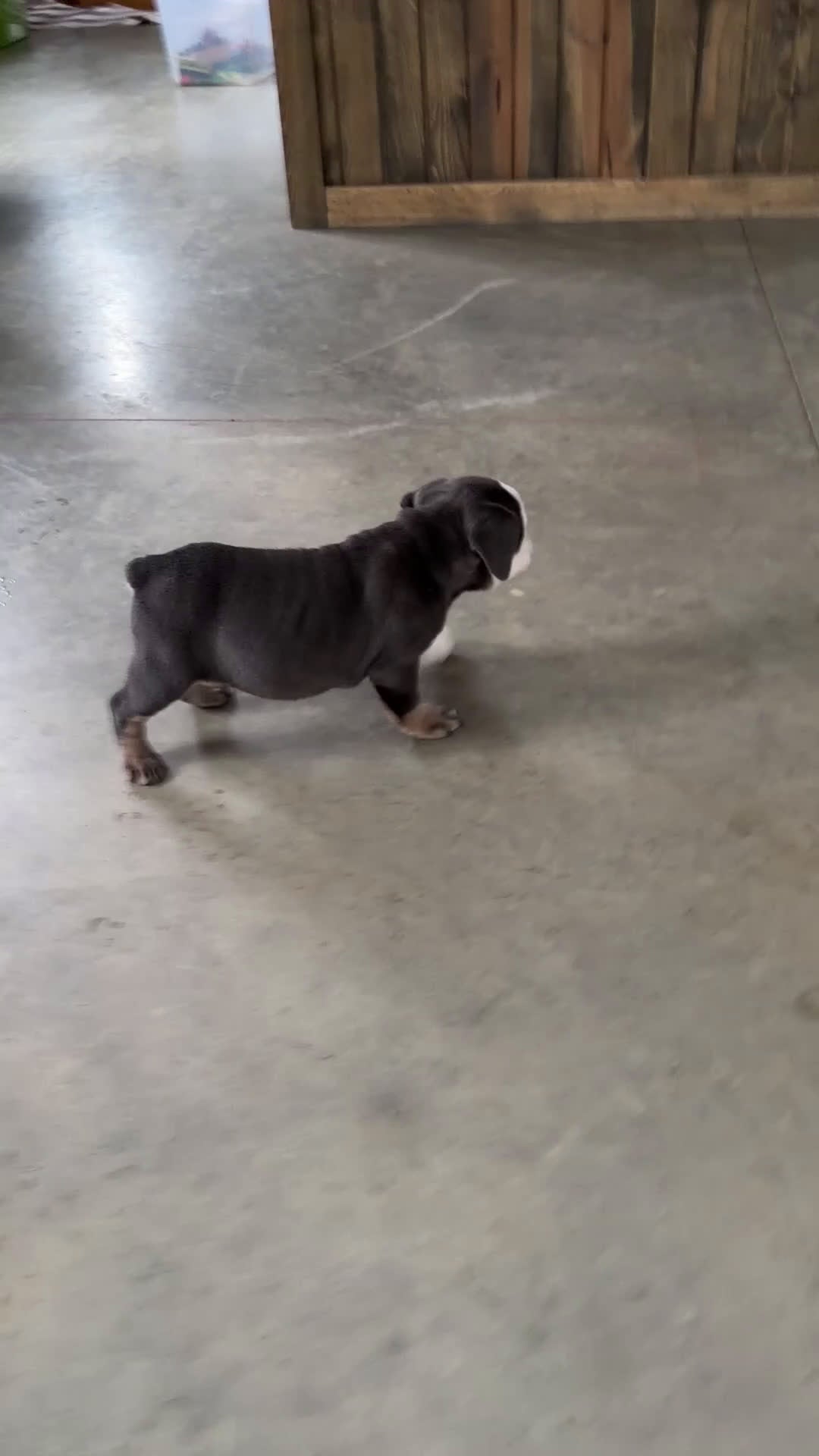 English Bulldog dogs for sale: Nora - Video 2