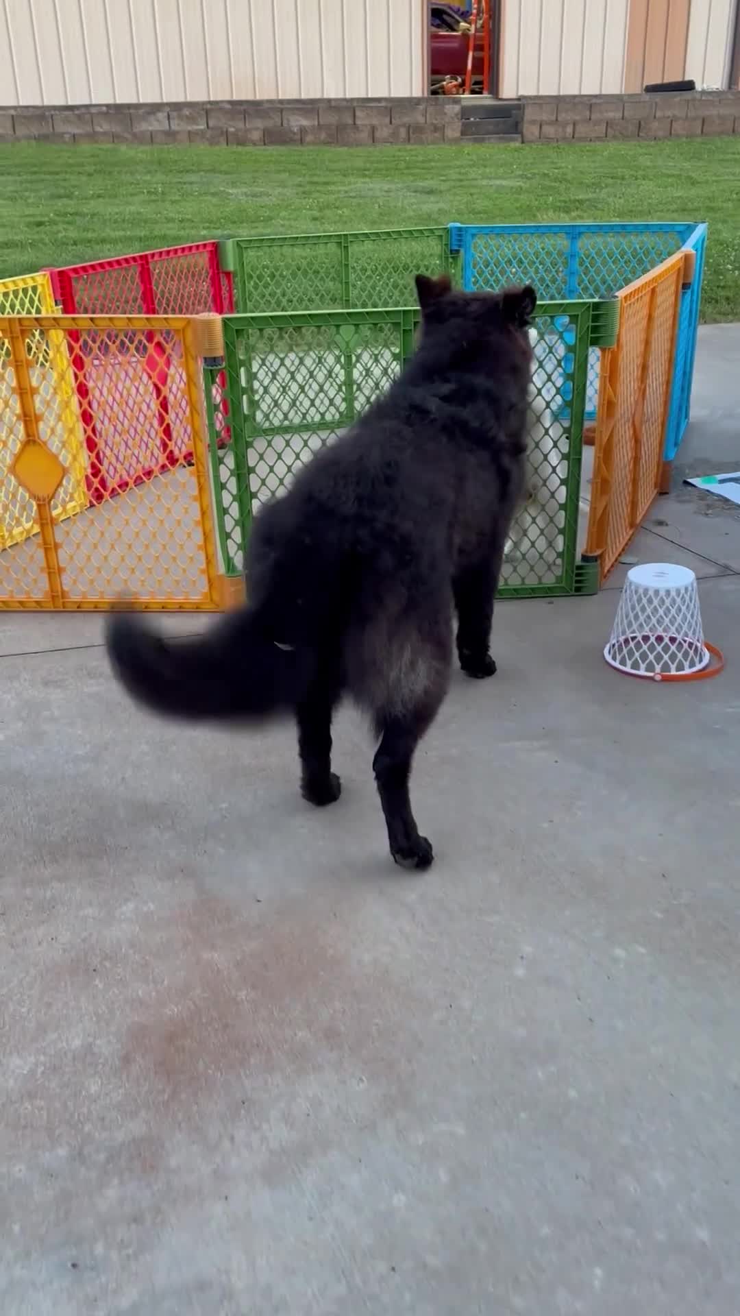 German Shepherd dogs for sale: German Shepherd 1 - Video 2