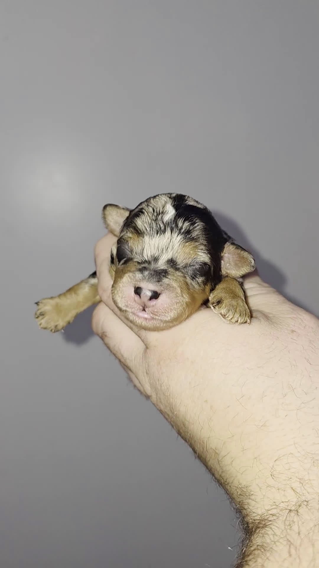 Mini Bernedoodle dogs for sale: Charlie - Video 1