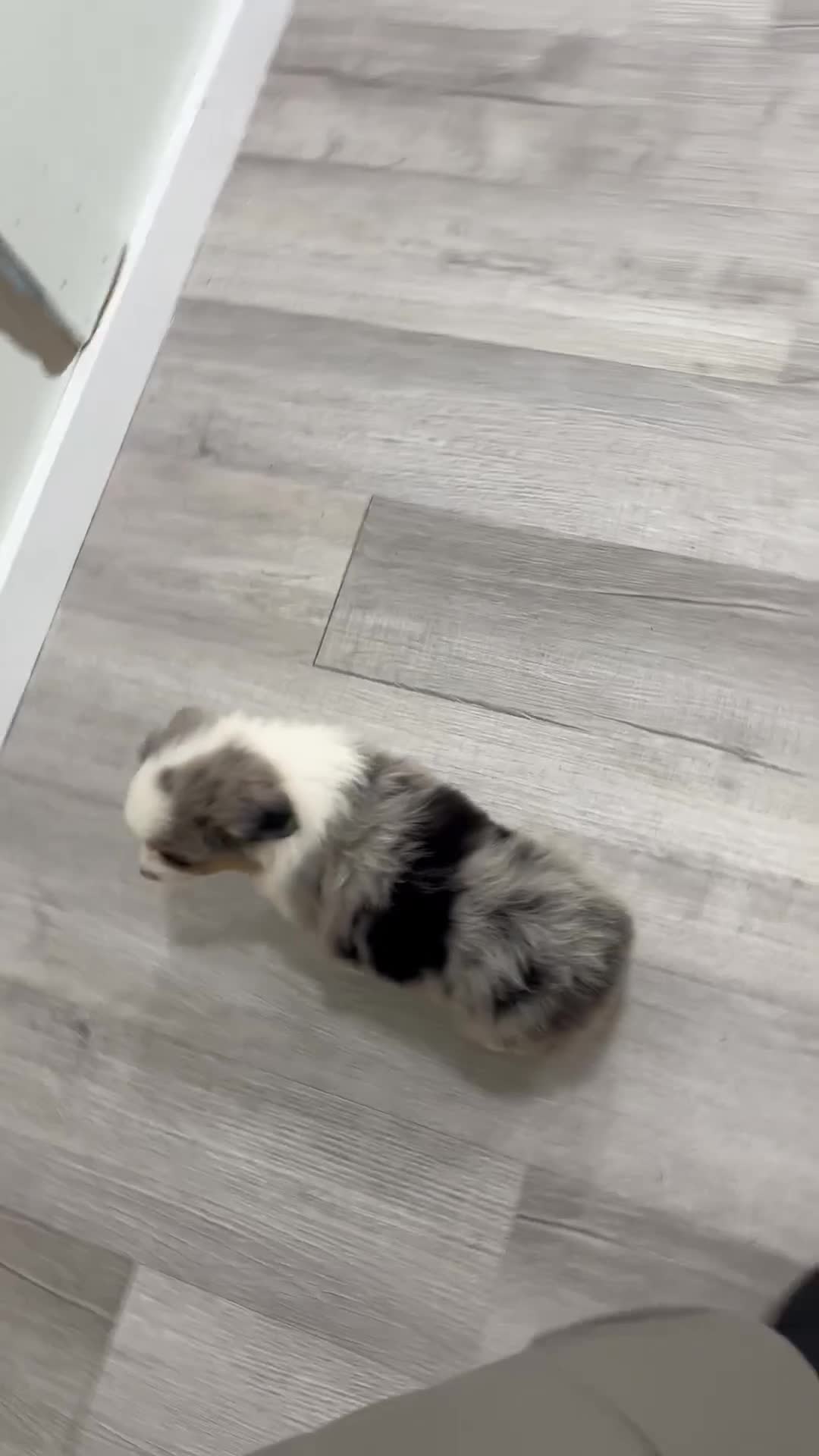 Miniature Australian Shepherd dogs for sale: Star - Video 1