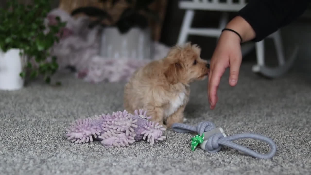 Havapoo dogs for sale: Rhett - Video 2