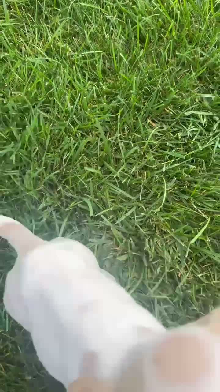 Dachshund dogs for sale: Matt - Video 1