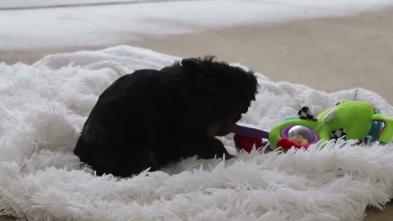 Mini Goldendoodle dogs for sale: Pumpkin - Video 1