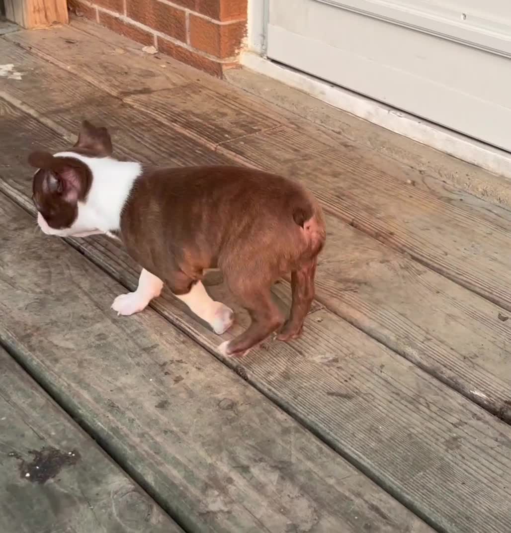 Boston Terrier dogs for sale: Pebbie - Video 3