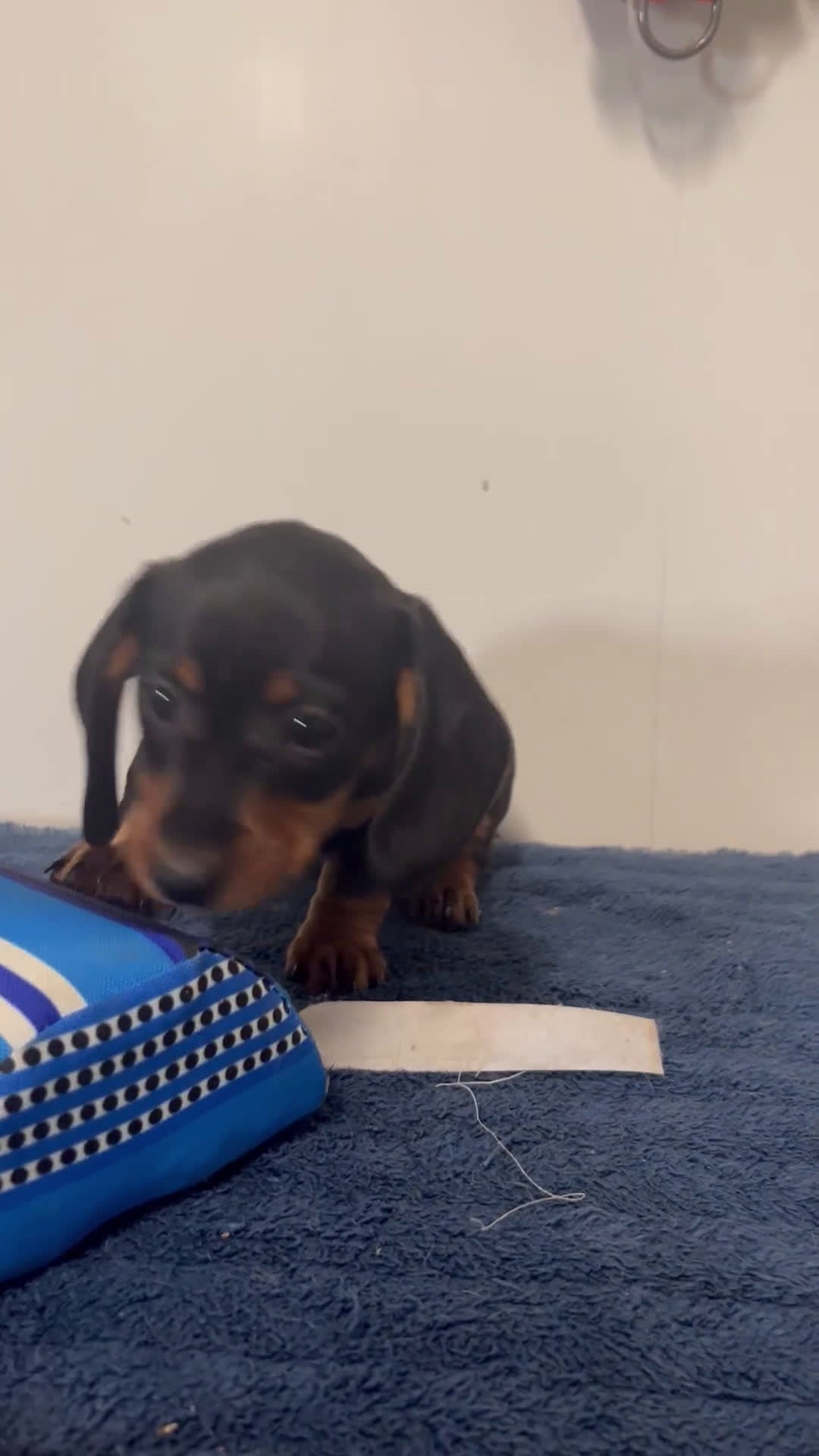 Miniature Dachshund dogs for sale: Glory - Video 1