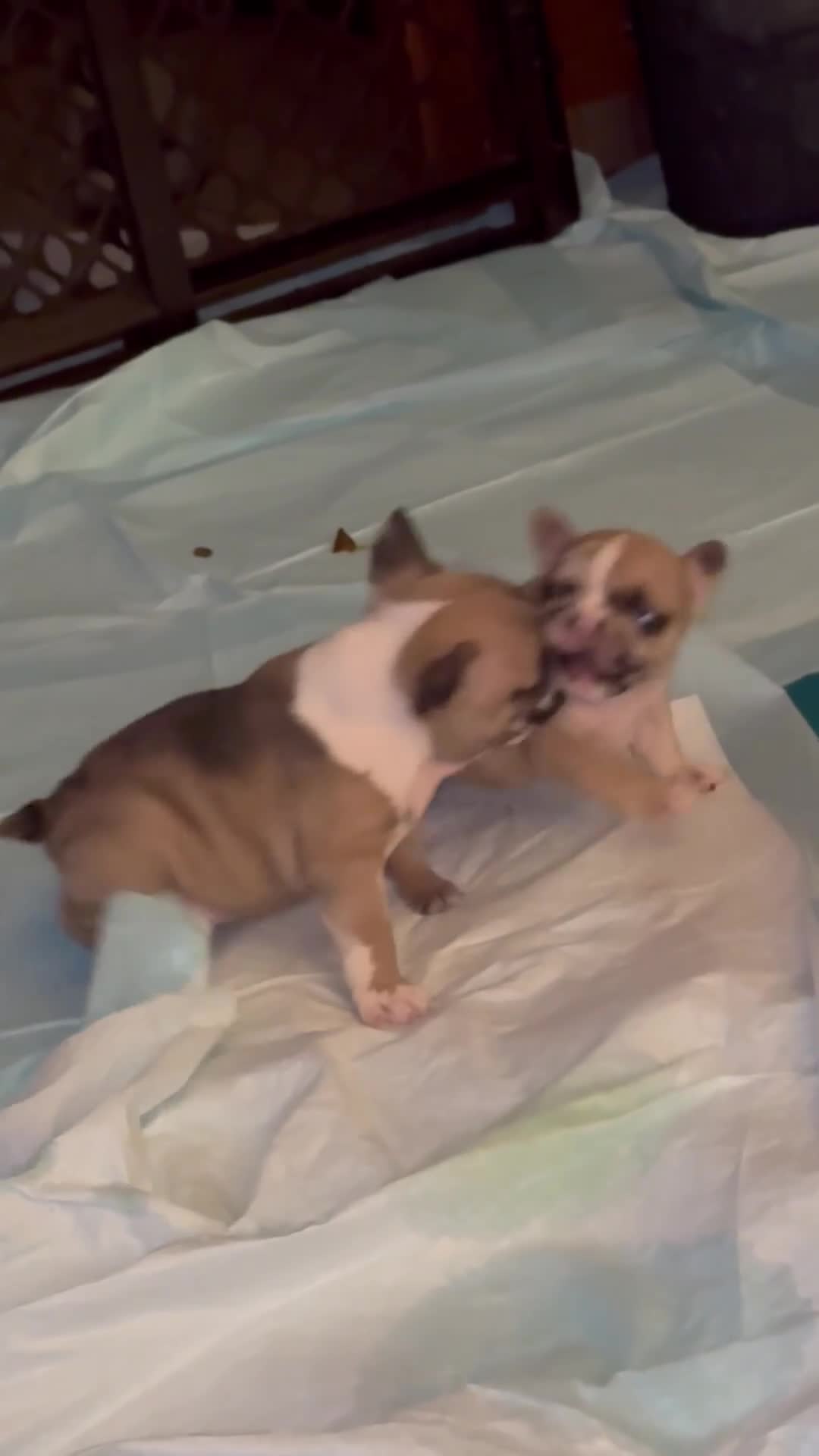 French Bulldog dogs for sale: French Bulldog 1 babe - Video 2