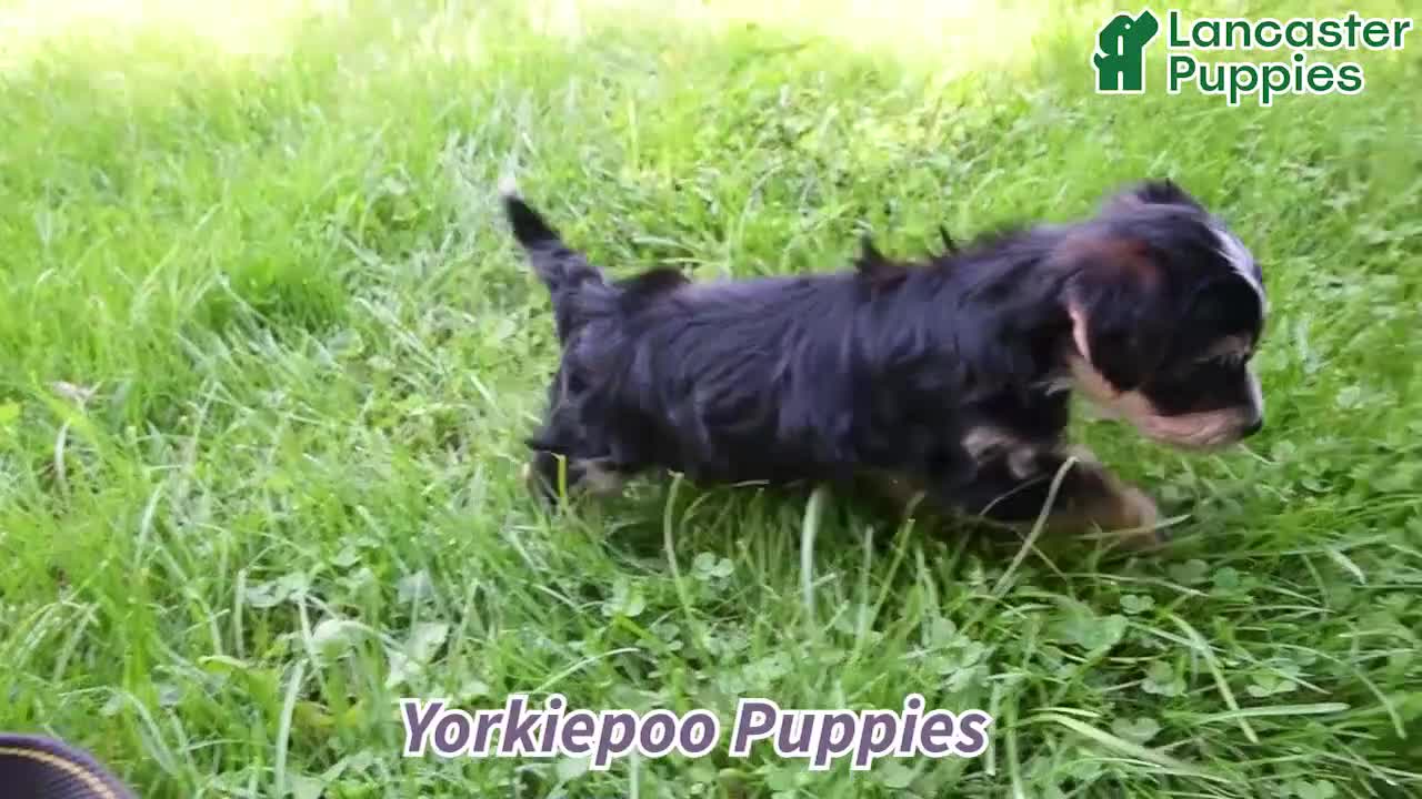 Yorkiepoo dogs for sale: Sweetie - Video 1