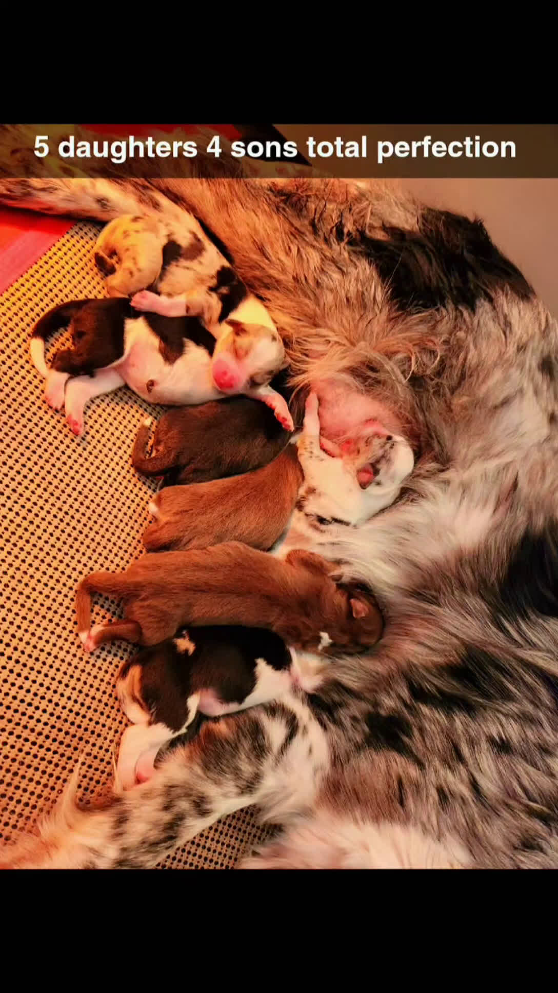 Miniature Australian Shepherd dogs for sale: Miniature Australian Shepherd Puppy 6 - Video 1