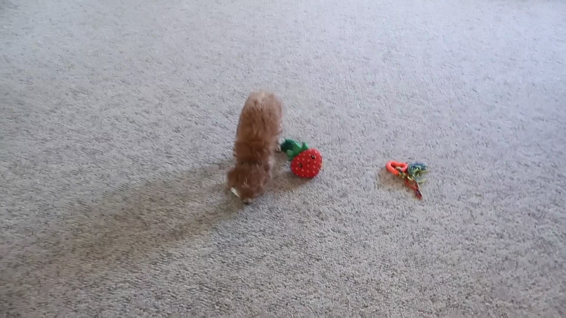 Cavapoo dogs for sale: Caramel - Video 4