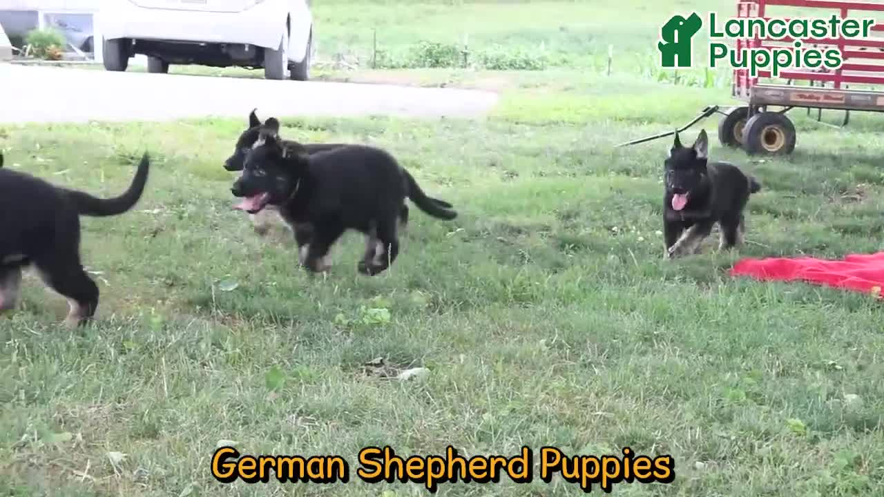 German Shepherd dogs for sale: Atlas - Video 1
