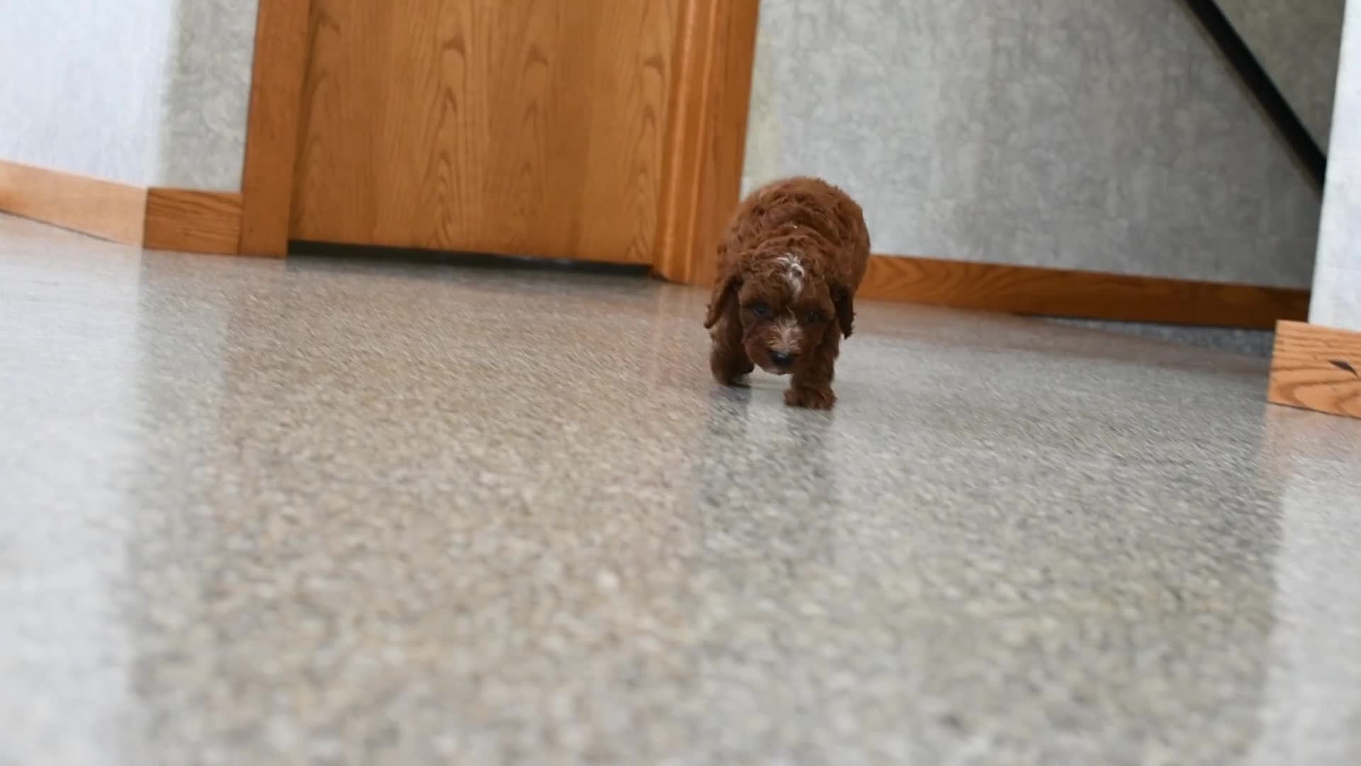 Cavapoo dogs for sale: Knox  - Video 1