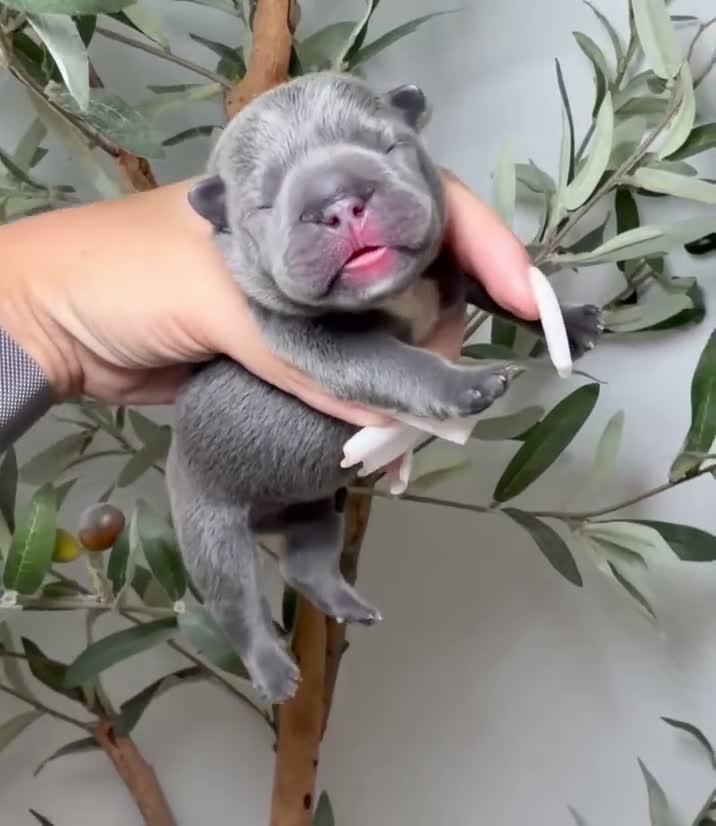 French Bulldog dogs for sale: Spellbound-Merle - Video 3