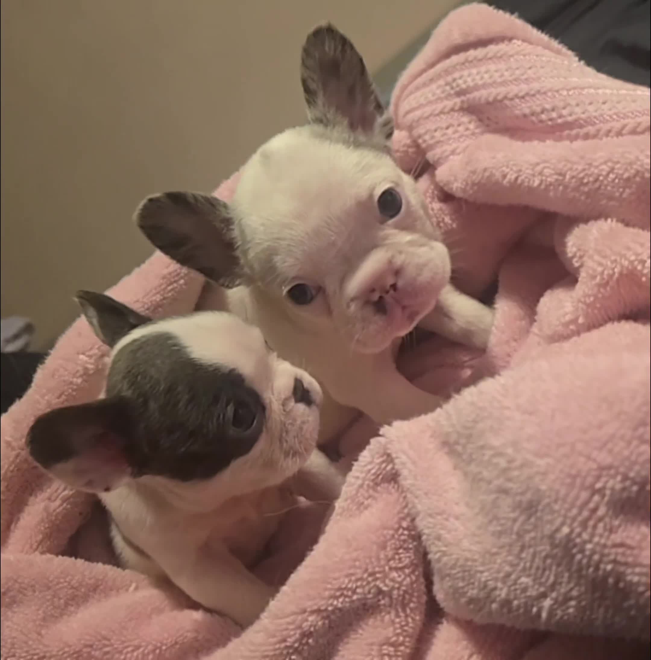 French Bulldog dogs for sale: French Bulldog Puppy 1 - Video 1