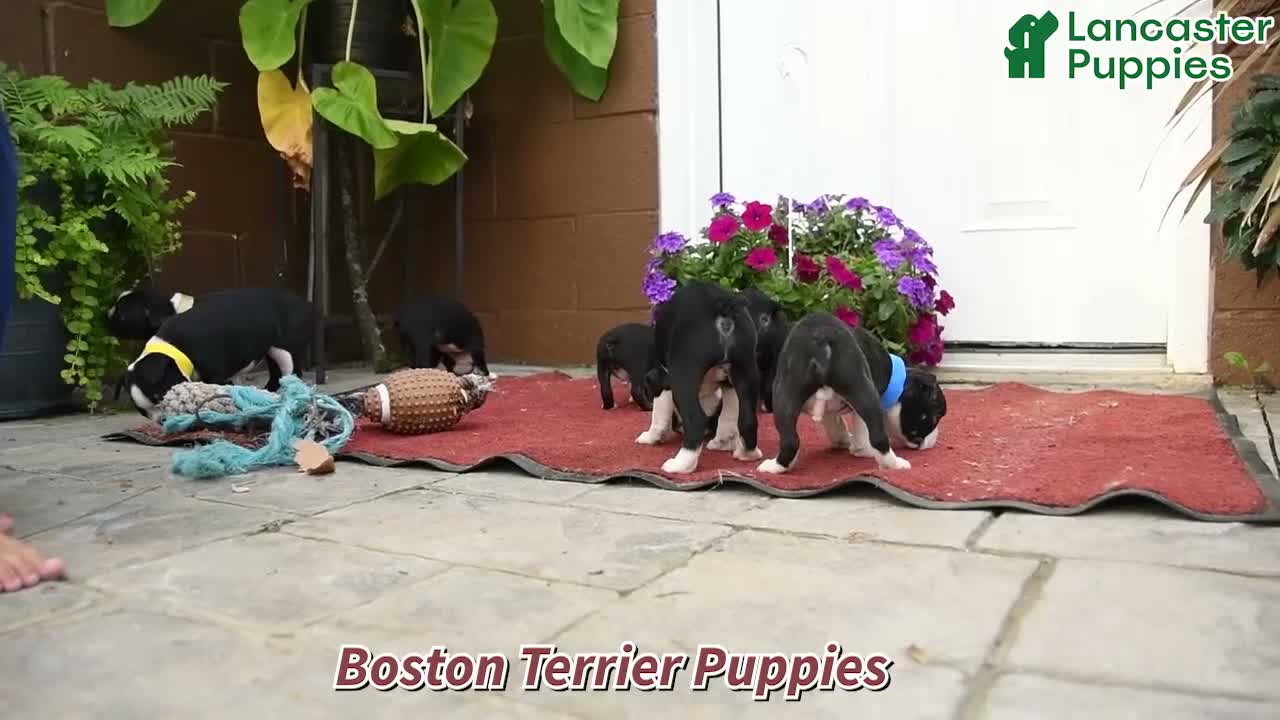 Boston Terrier dogs for sale: Charlie - Video 1