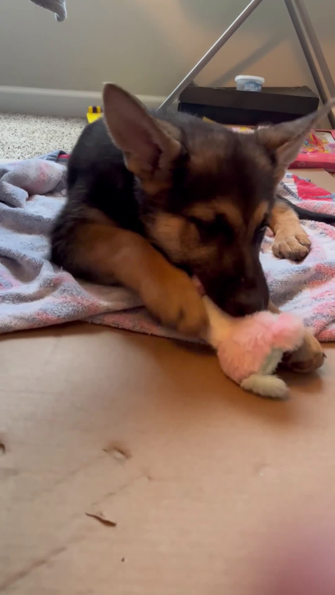 German Shepherd dogs for sale: German Shepherd Female - Video 1