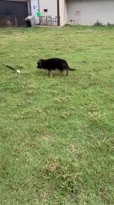 German Shepherd dogs for sale: German Shepherd Puppy 1 - Video 2