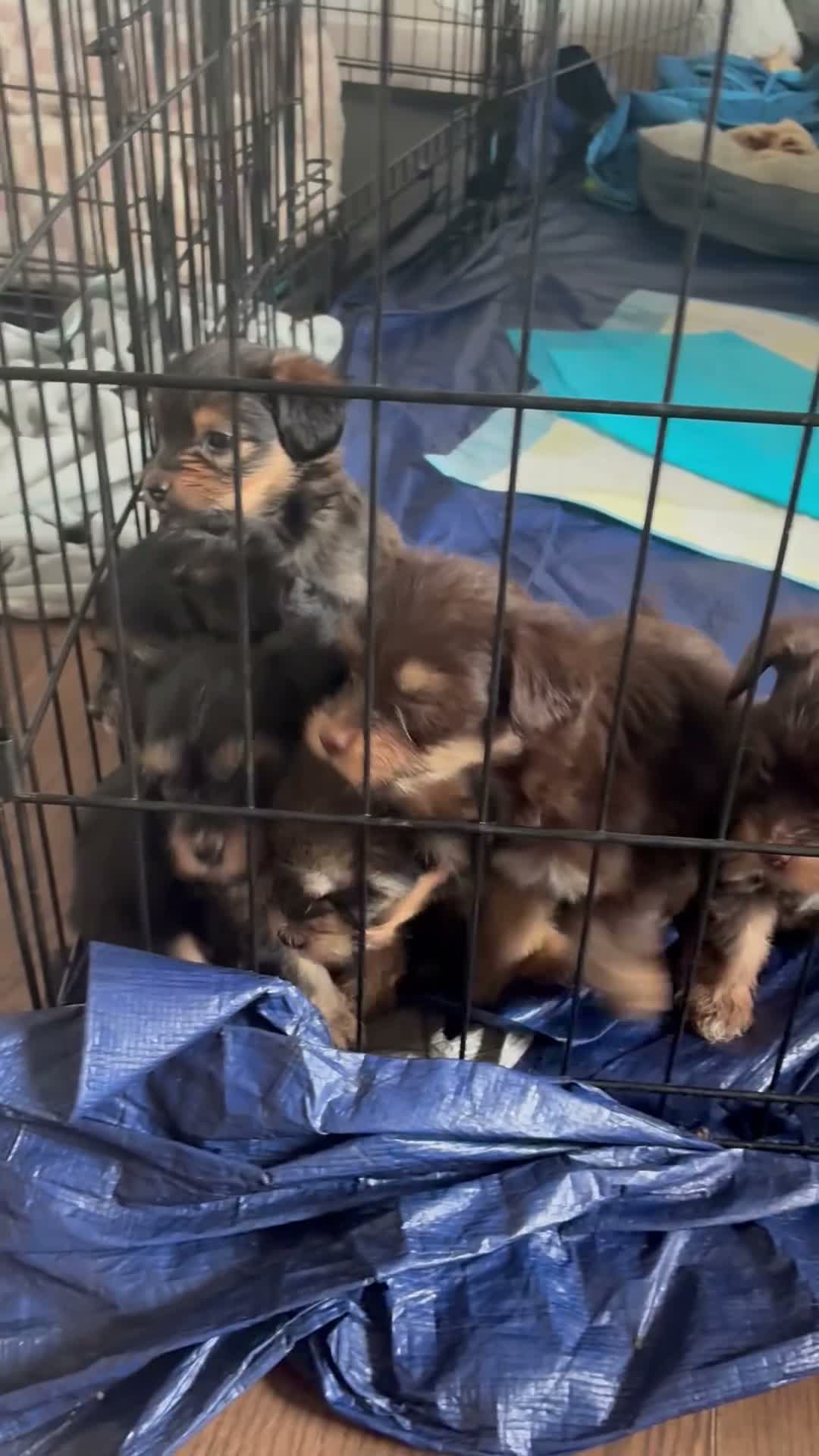 Yorkiepoo dogs for sale: Yorkiepoo 5 - Video 1