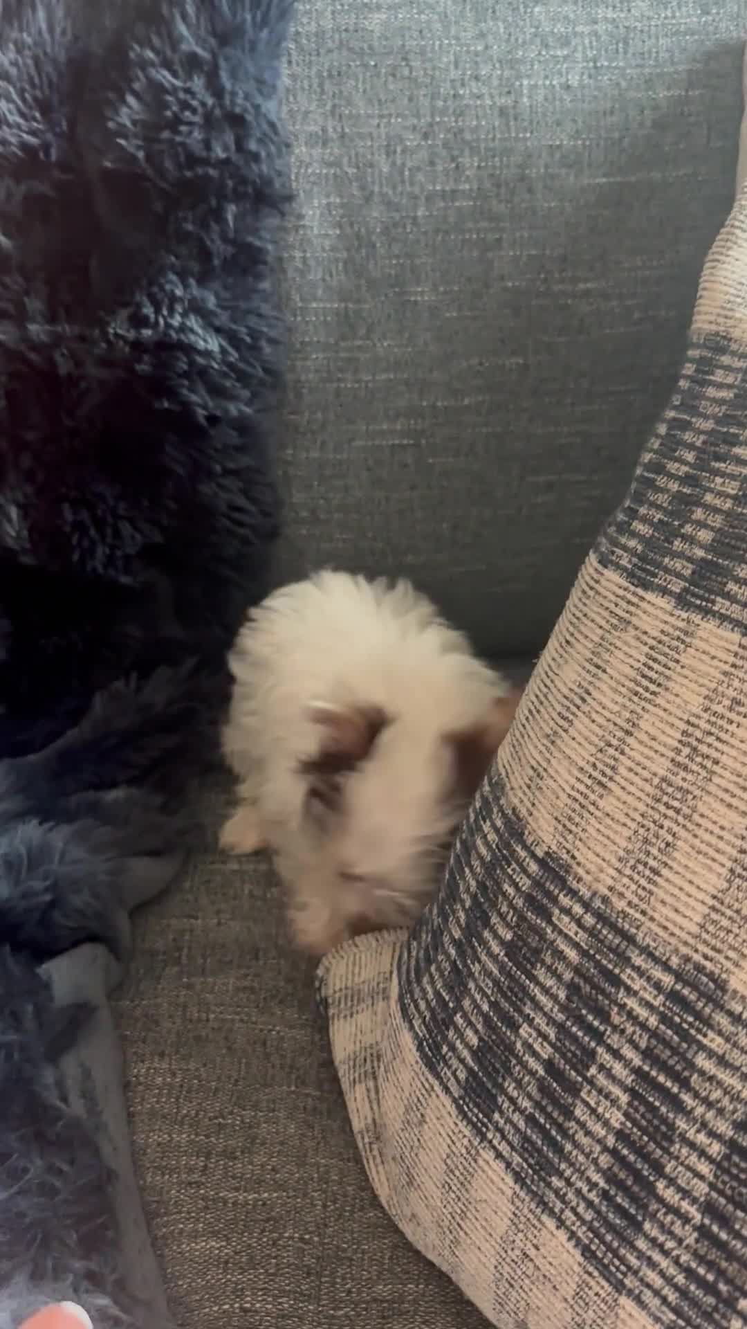 Yorkshire Terrier dogs for sale: AKC Woody - Video 2