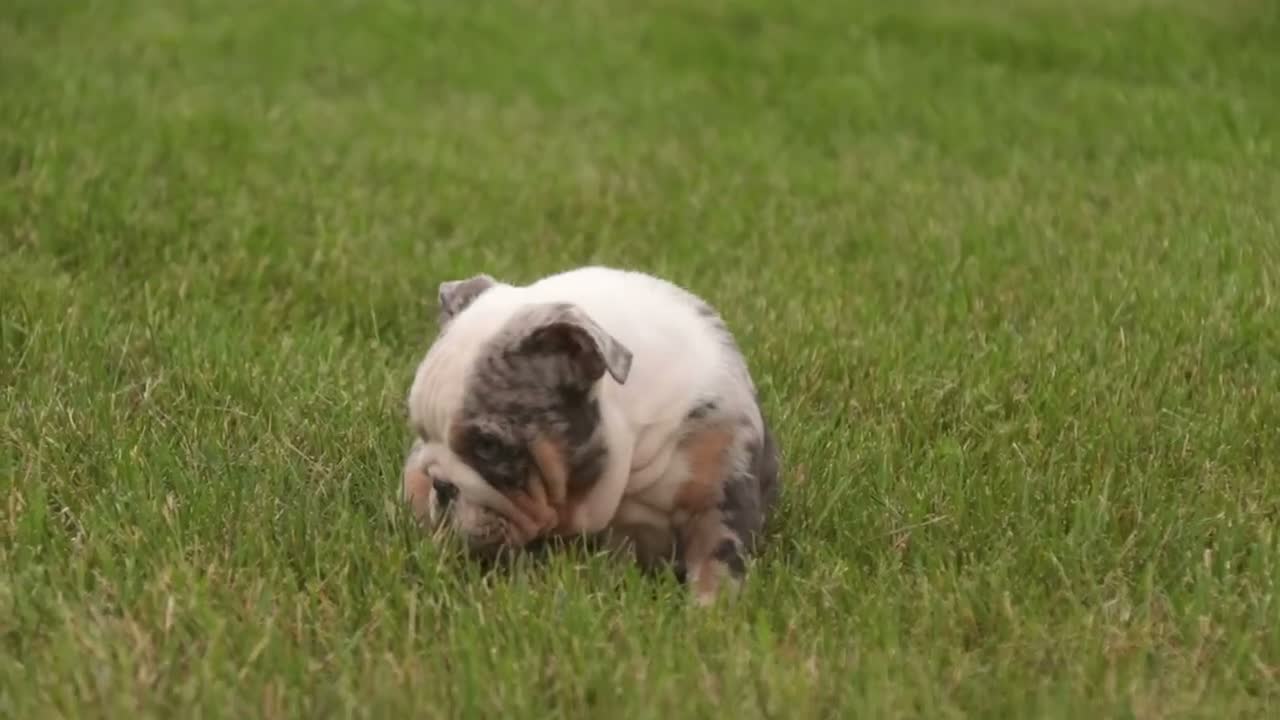 English Bulldog dogs for sale: Sebastian English Bulldog  - Video 1