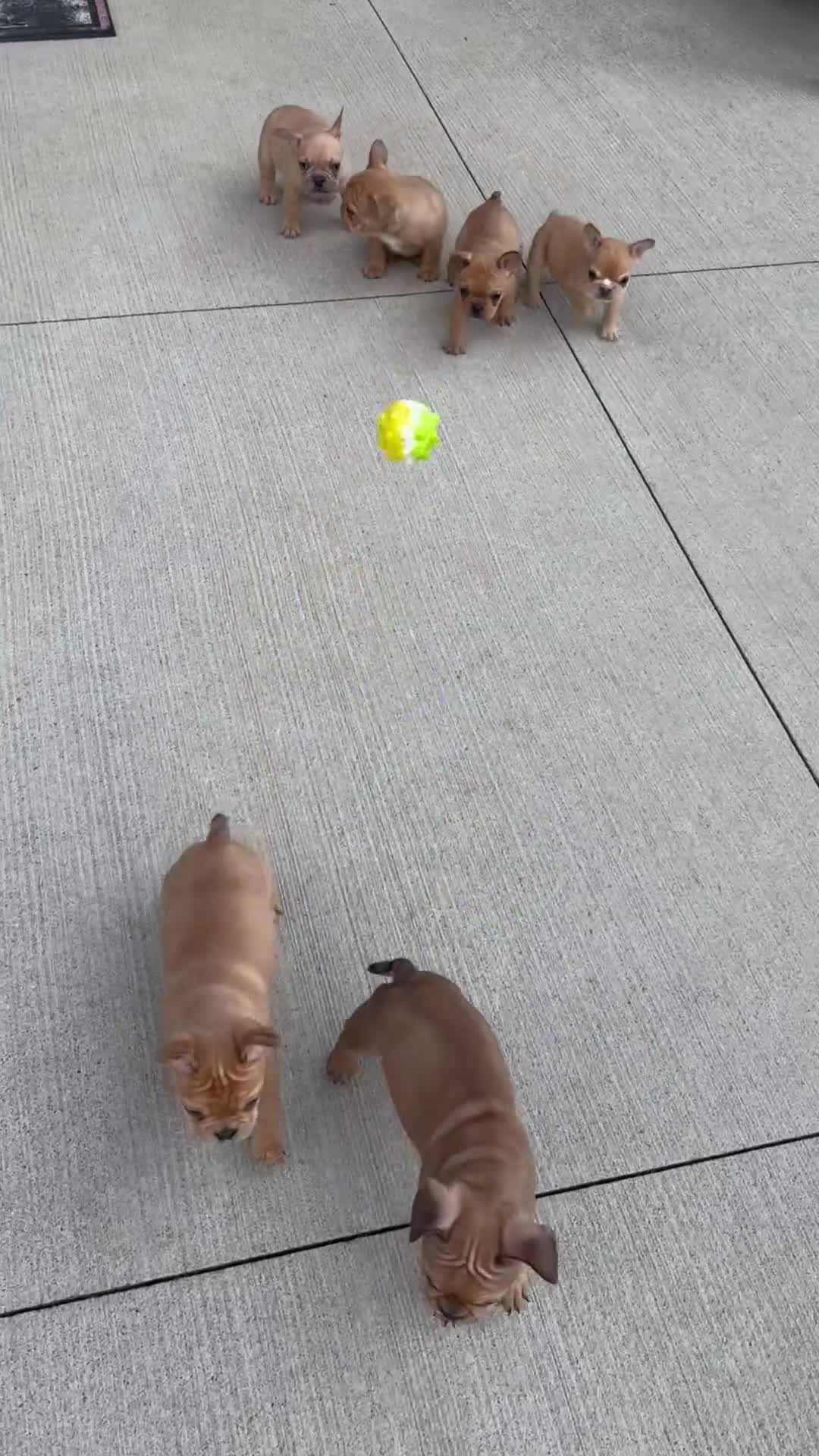 French Bulldog dogs for sale: Chase - Video 1