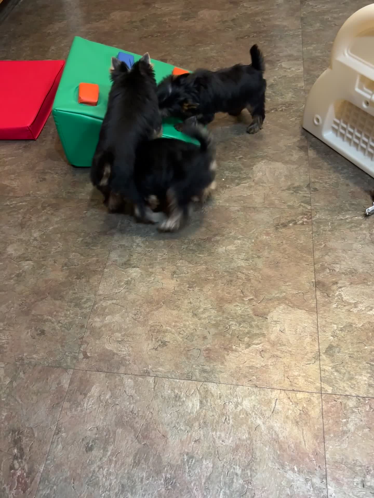 Yorkshire Terrier dogs for sale: Orange  - Video 1