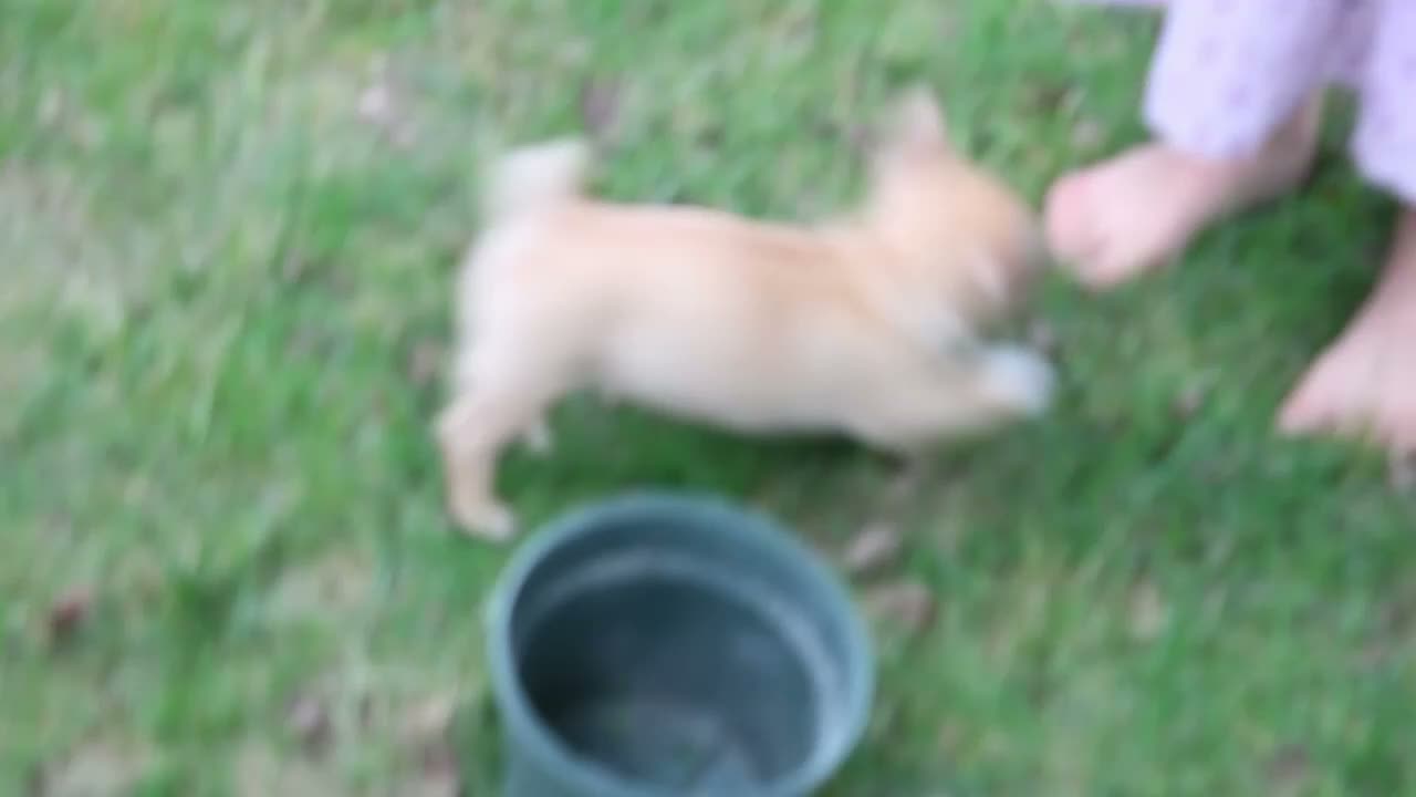Jug dogs for sale: Shannah - Video 1