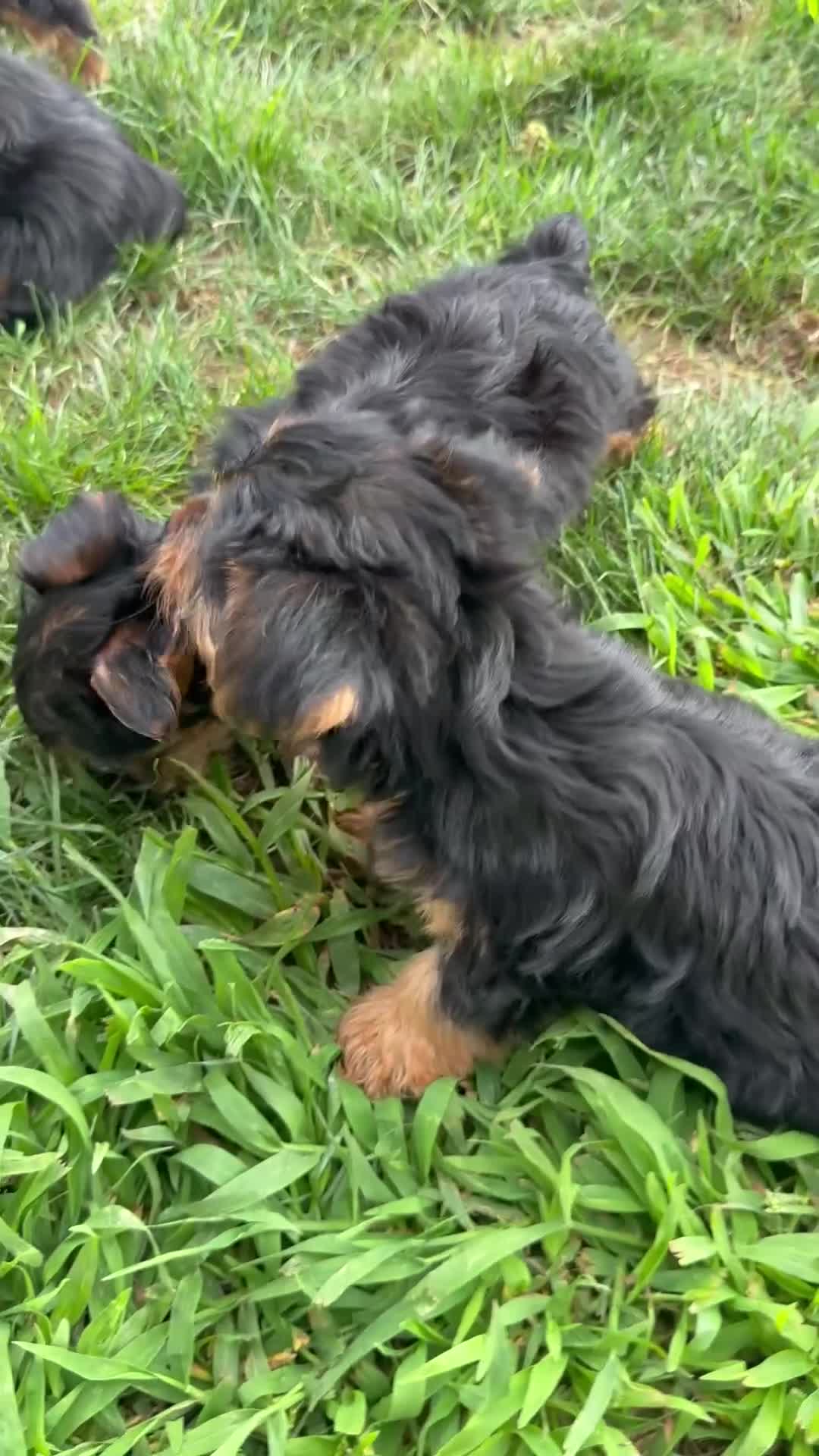 Yorkshire Terrier dogs for sale: Kona - Video 2