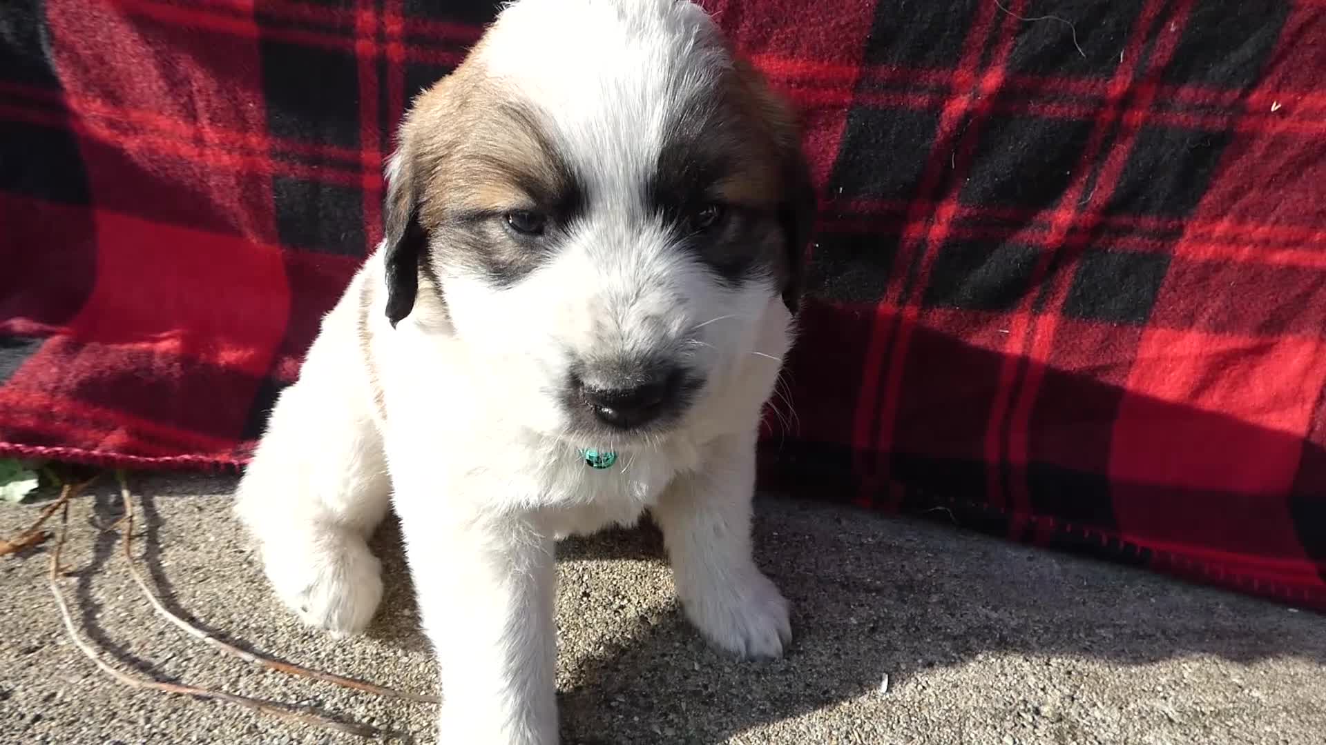 Great Pyrenees dogs for sale: Great Pyrenees Puppy 3 Oscar - Video 1