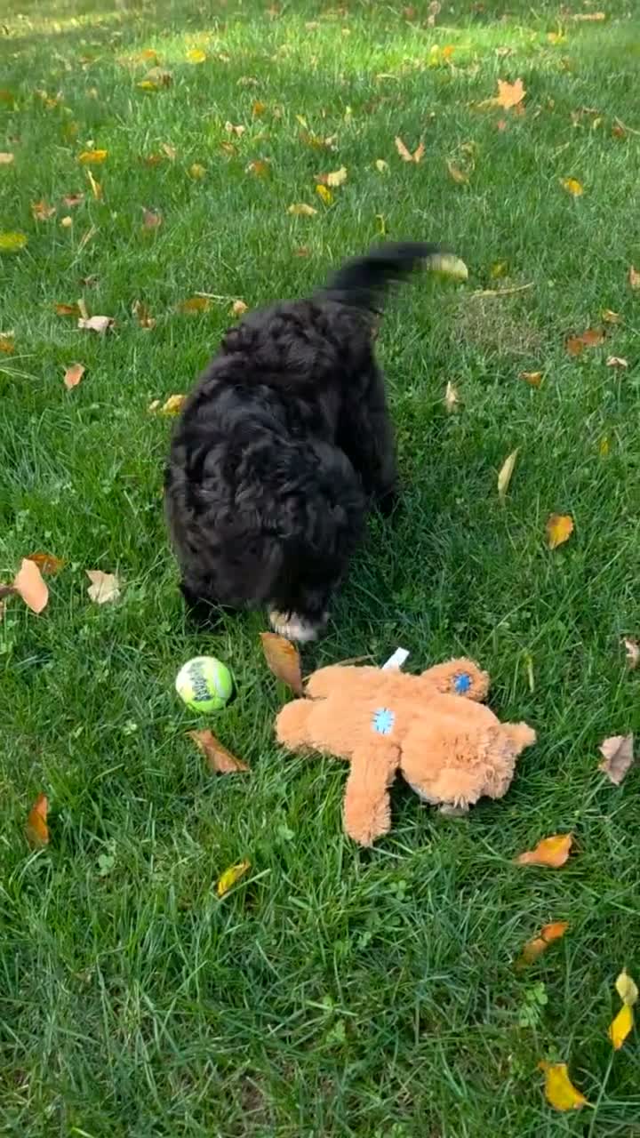 Shihpoo dogs for sale: Bella Dawn - Video 1