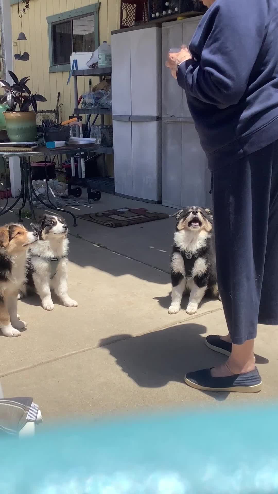 Australian Shepherd dogs for sale:  Darby - Video 1