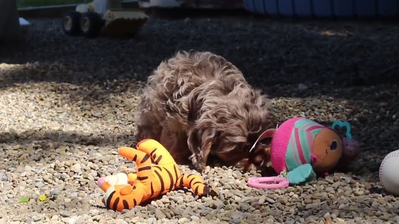 Cavapoo dogs for sale: Skipper - Video 1