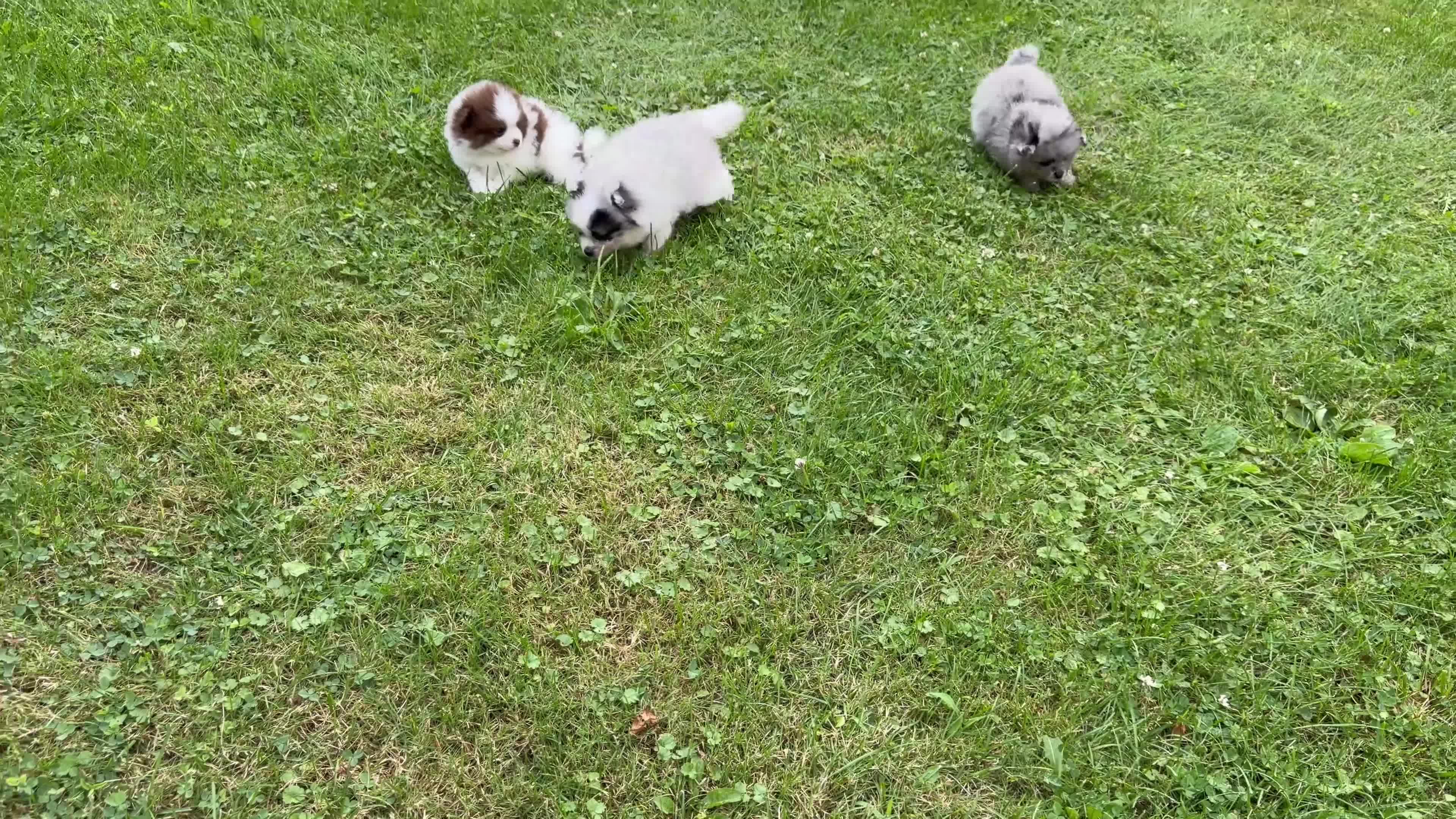 Pomeranian dogs for sale: Gizmo - Video 2