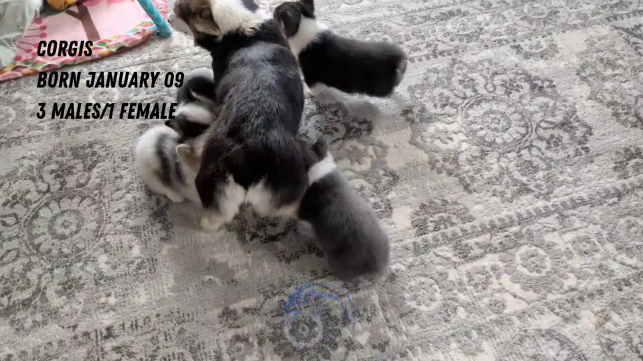 Welsh Corgi Pembroke dogs for sale: Felicity  - Video 5