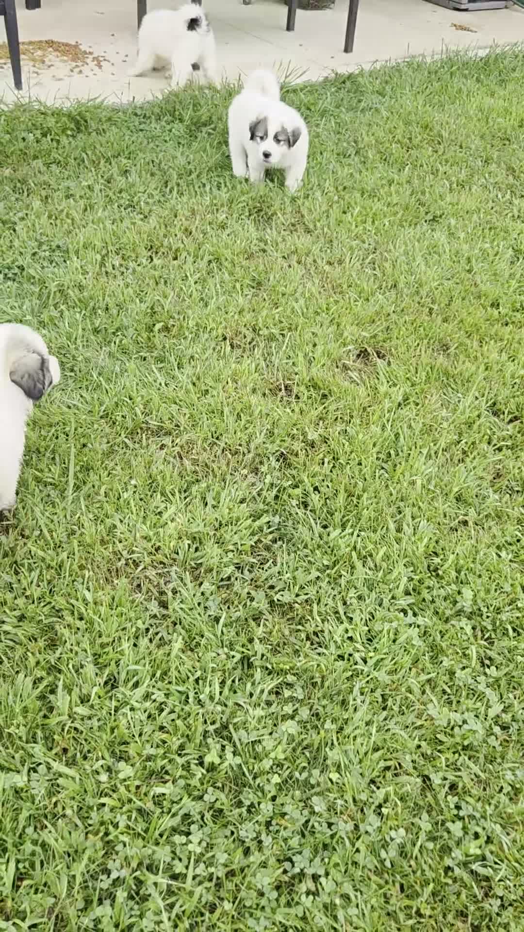 Great Pyrenees dogs for sale: Robin - Video 2