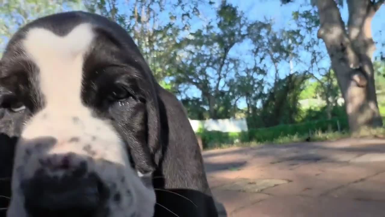 Basset Hound dogs for sale: 🩷READY NOW Dark green collar - Video 1