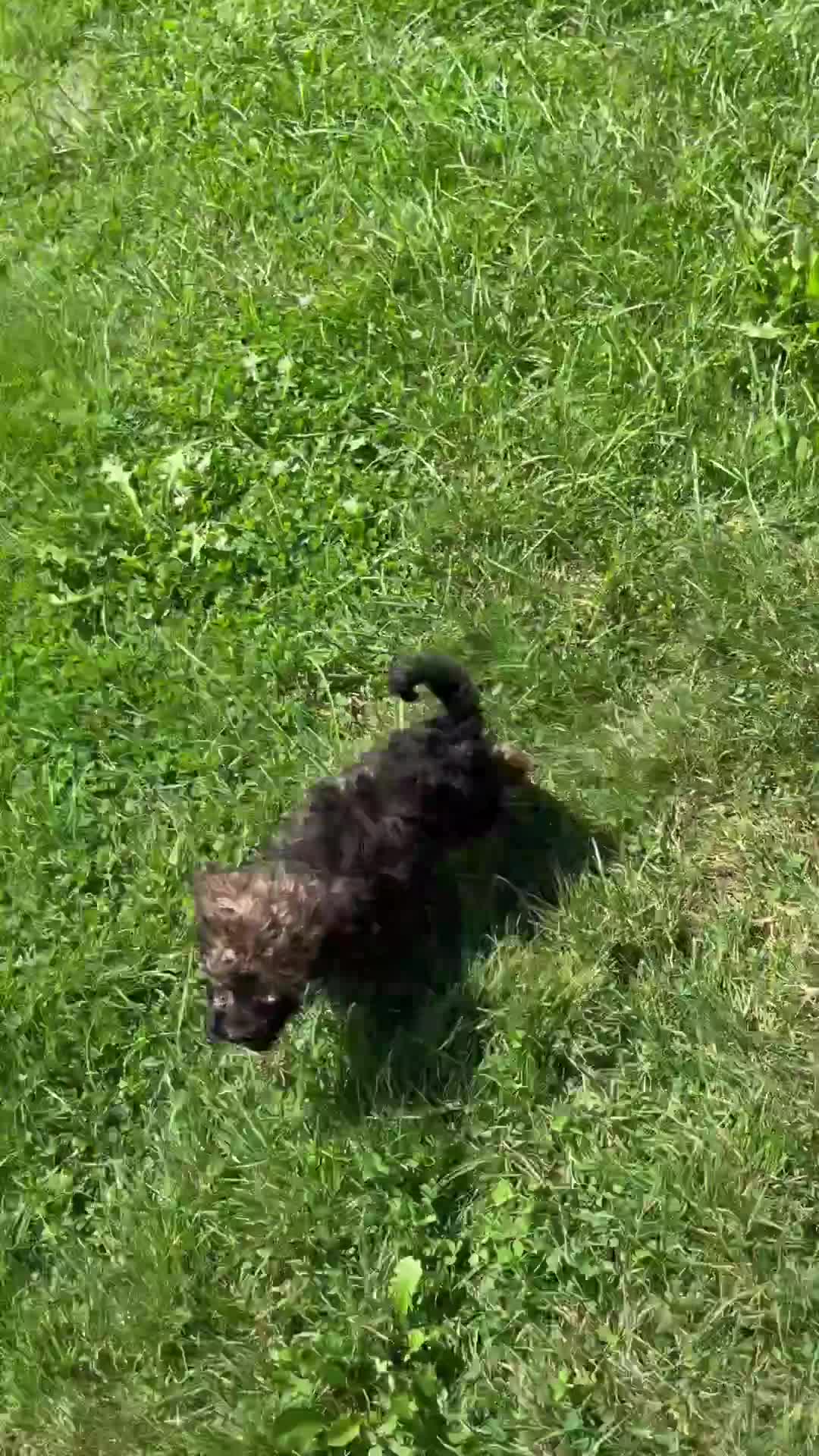 Miniature Poodle dogs for sale: Smoky - Video 1