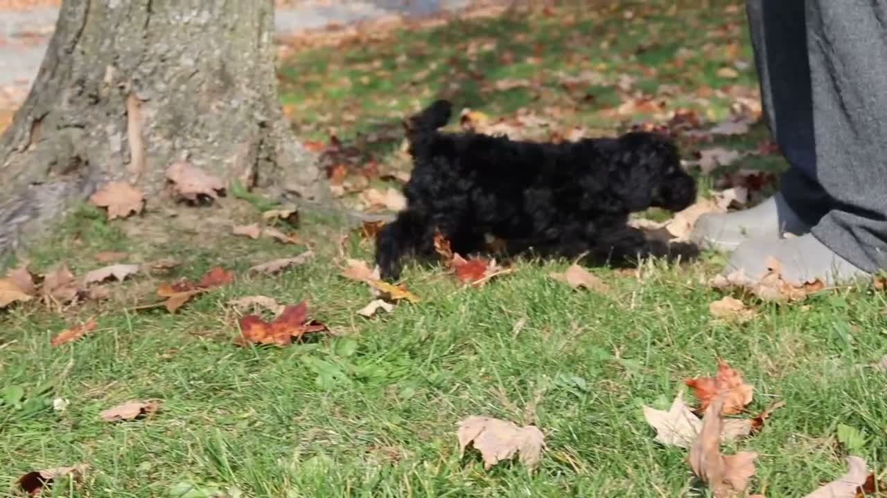 Miniature Poodle dogs for sale: Janice - Video 1