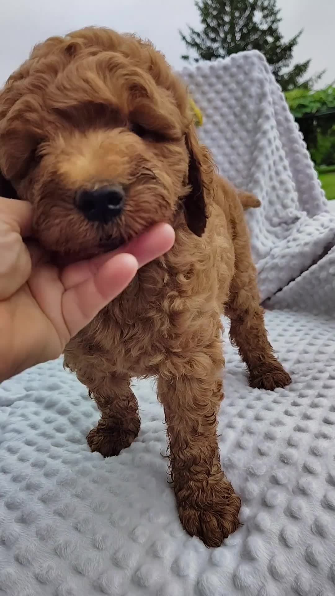 Mini Goldendoodle dogs for sale: Toby - Video 6