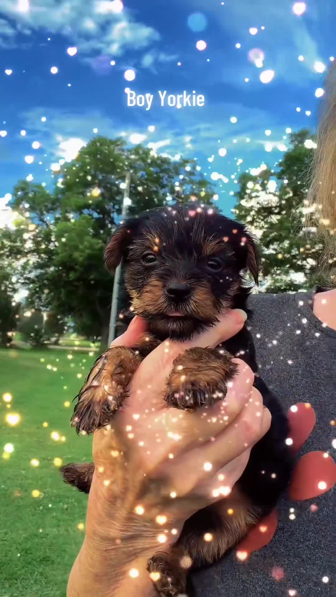 Yorkshire Terrier dogs for sale: Yorkshire Terrier Puppy 1 - Video 1