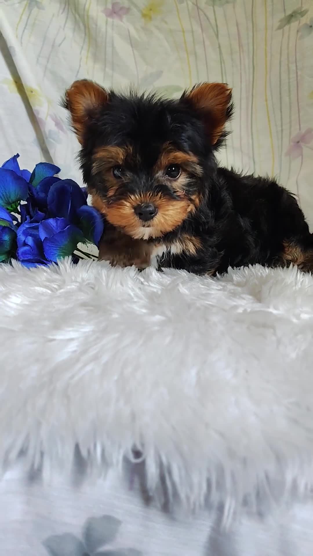 Yorkshire Terrier dogs for sale: Antonio - Video 1